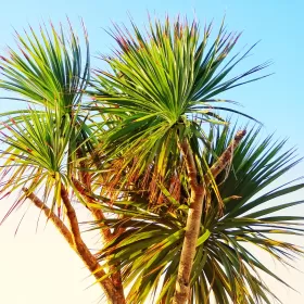 A close up picture of a palm tree with multiple branches and spiky looking green fronds. It could be almost anywhere in the world, but we think it's in Eastbourne where ELC has it's English school. If you don't see this palm tree, you'll certainly see some like it.